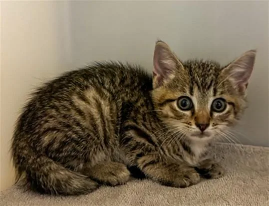 A baby small-sized male Domestic Short Hair cat named Chal for adoption in Statesville, NC