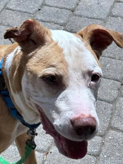 A senior medium-sized female Pit Bull Terrier dog named Wiley for adoption in Washington, DC