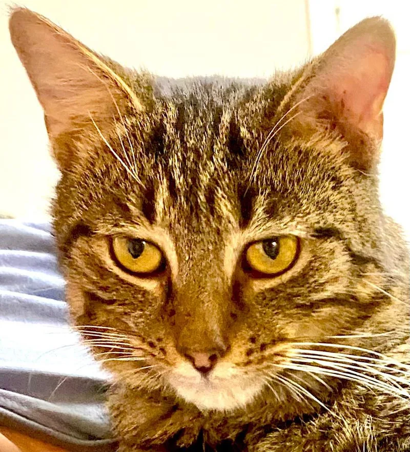 An adult medium-sized male Tabby (Tiger Striped) Domestic Short Hair cat named Carpenter for adoption in Mansfield, OH