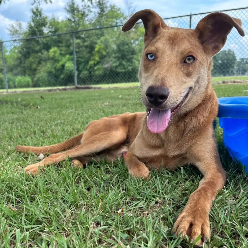 An adult medium-sized male Yellow / Tan / Blond / Fawn Catahoula Leopard Dog dog named Nicks for adoption in Carencro, LA