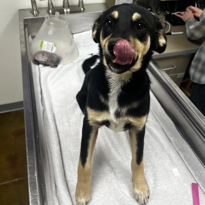 A baby medium-sized female Black Shepherd dog named Ombretta for adoption in Albuquerque, NM