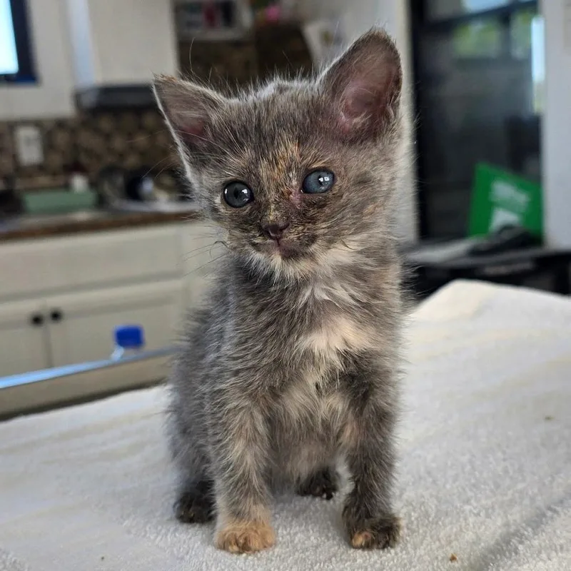 A baby small-sized female Gray / Blue / Silver Domestic Short Hair cat named PinkiePie for adoption in Chapel Hill, NC