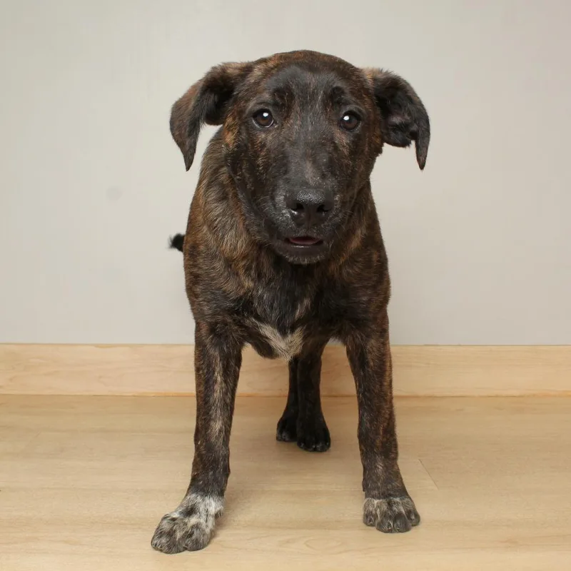 Chicory D thumbnail 2