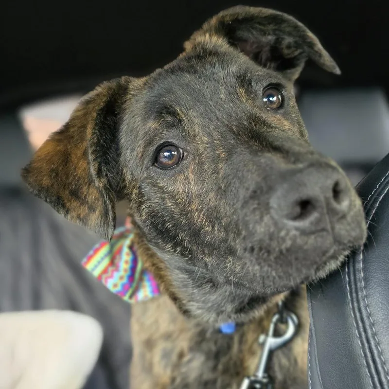 Chicory D thumbnail 3