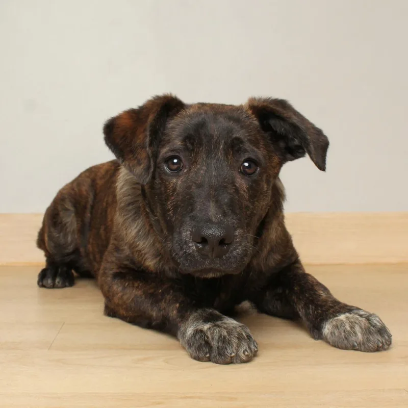 Chicory D thumbnail 4