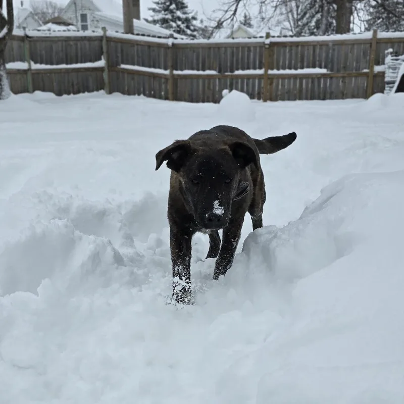 Chicory D thumbnail 5