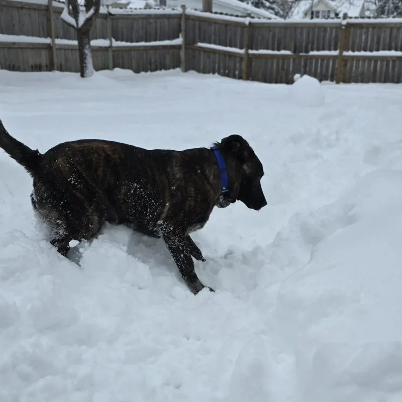 Chicory D thumbnail 6