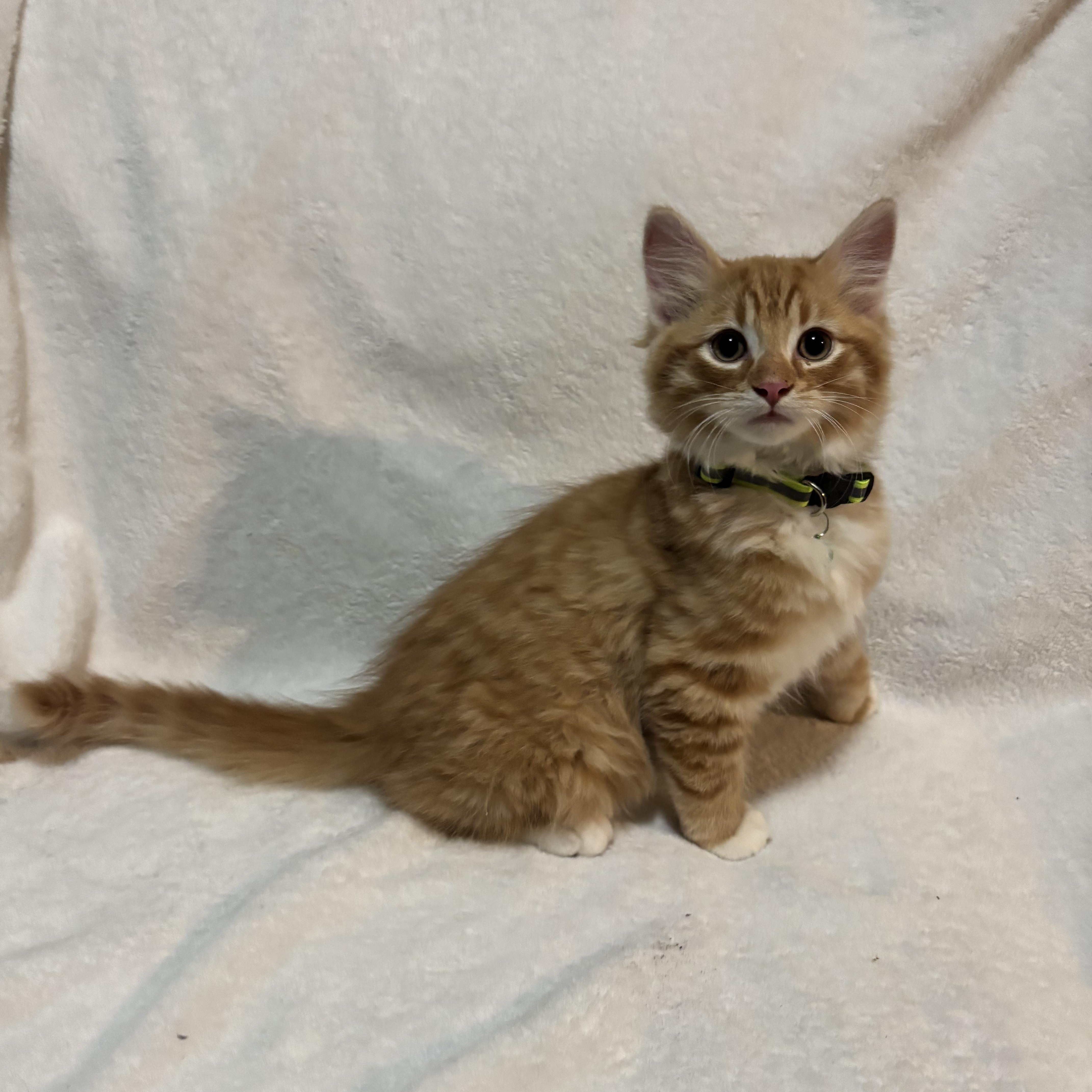 A baby medium-sized male Tabby (Orange / Red) Domestic Medium Hair cat named Deep Fried Pickle for adoption in Farmington, MN