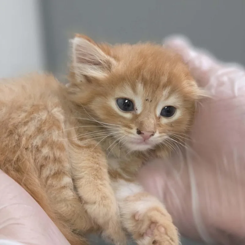 A baby small-sized male Orange / Red Domestic Short Hair cat named Puffy for adoption in Charleston, WV