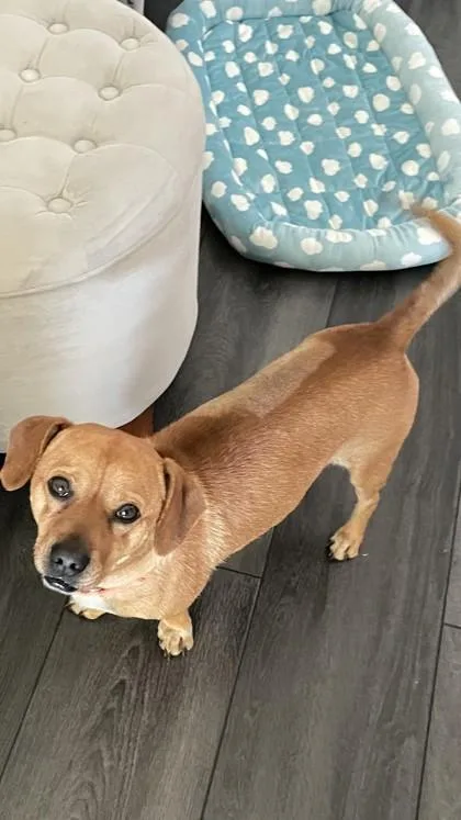 A young small-sized male Mixed Breed dog named Calvin for adoption in Pleasanton, CA