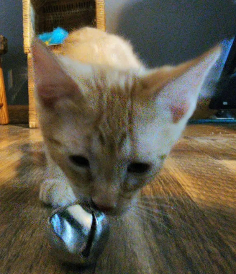 A baby small-sized male Domestic Short Hair cat named Jughead for adoption in Rockford, IL