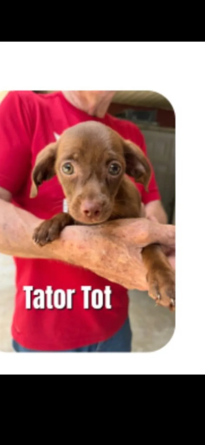 A baby medium-sized female Schnauzer dog named Tator Tot for adoption in New London, WI