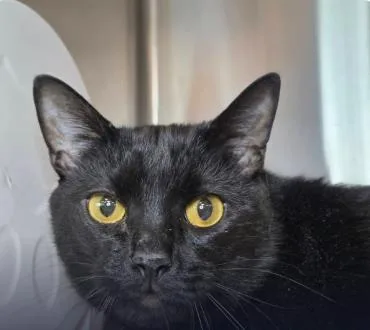 An adult large-sized male Domestic Short Hair cat named Smokey for adoption in Fairfax, VA