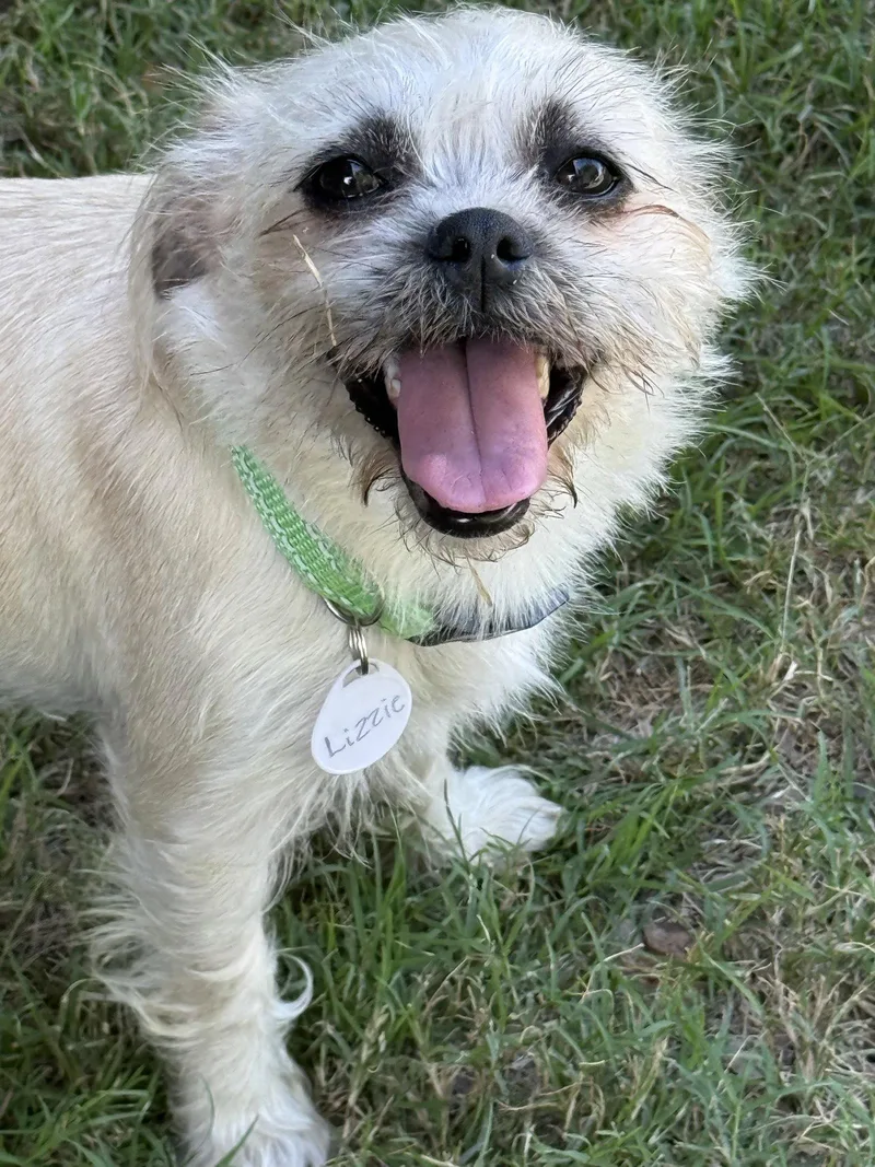 A young small-sized female Pug dog named Lizzie Lonestar for adoption in Rockaway, NJ