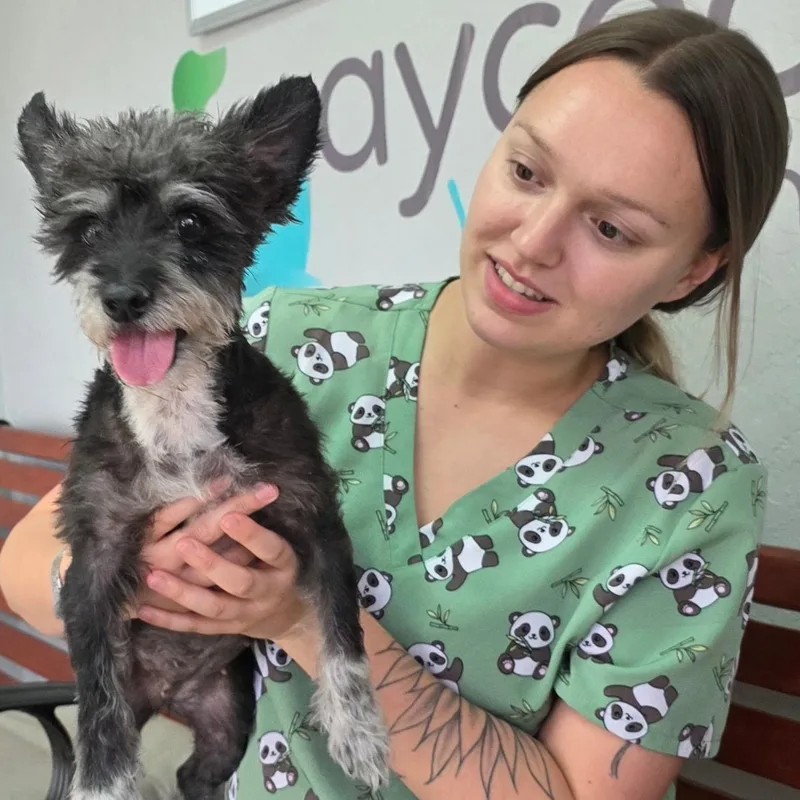 An adult small-sized female Miniature Schnauzer dog named Pebbles for adoption in Weston, FL