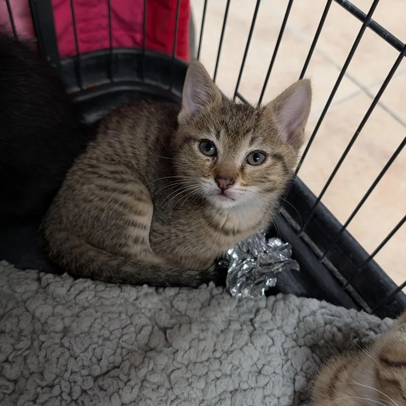 A baby medium-sized male Tabby (Buff / Tan / Fawn) Domestic Short Hair cat named Carlos for adoption in Cape Girardeau, MO