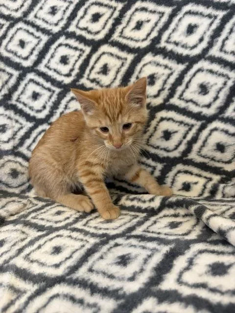 A baby small-sized male Domestic Short Hair cat named Yahtzee for adoption in Bethel Park, PA