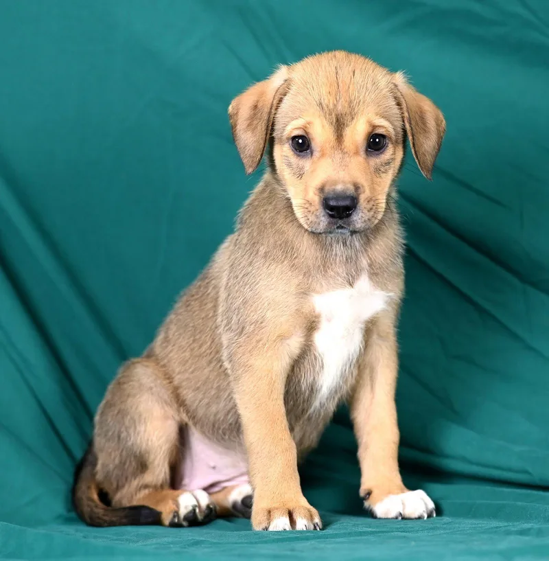 A baby medium-sized female Beagle dog named Jessica Riley for adoption in Newport, KY