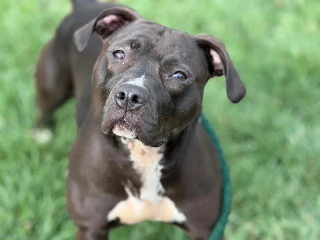 An adult medium-sized female Pit Bull Terrier dog named Rosie for adoption in Fairfield, CA