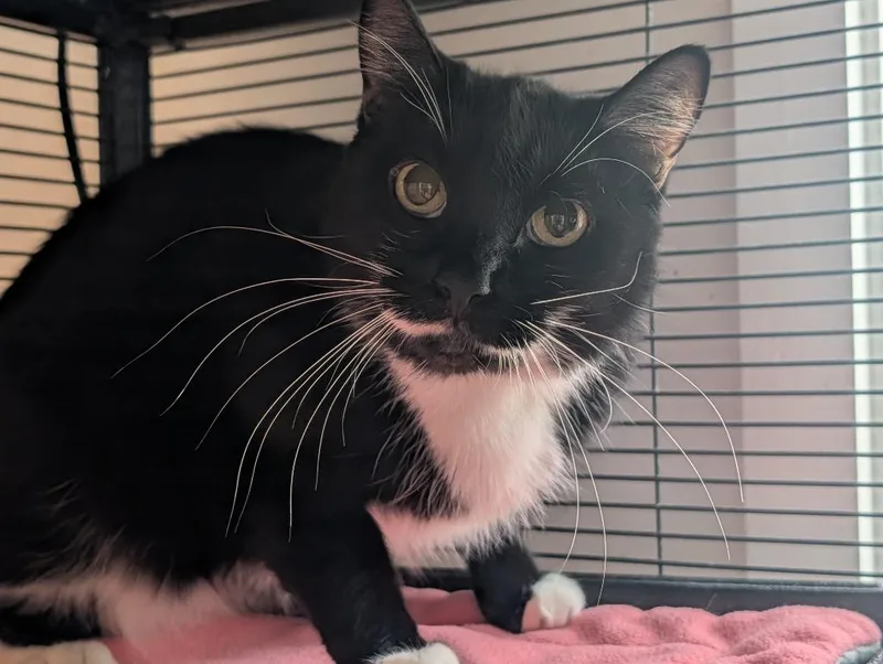 An adult medium-sized male Domestic Short Hair cat named Smokey for adoption in Shelton, WA