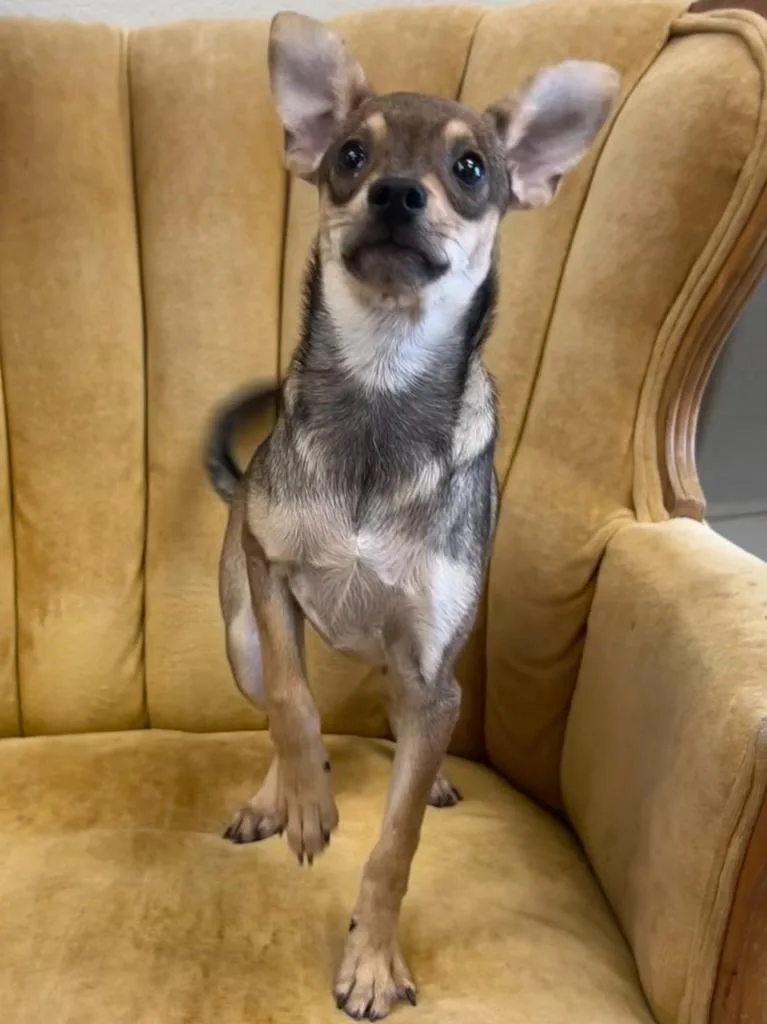 A baby medium-sized female Chihuahua dog named Pep for adoption in Madison, GA