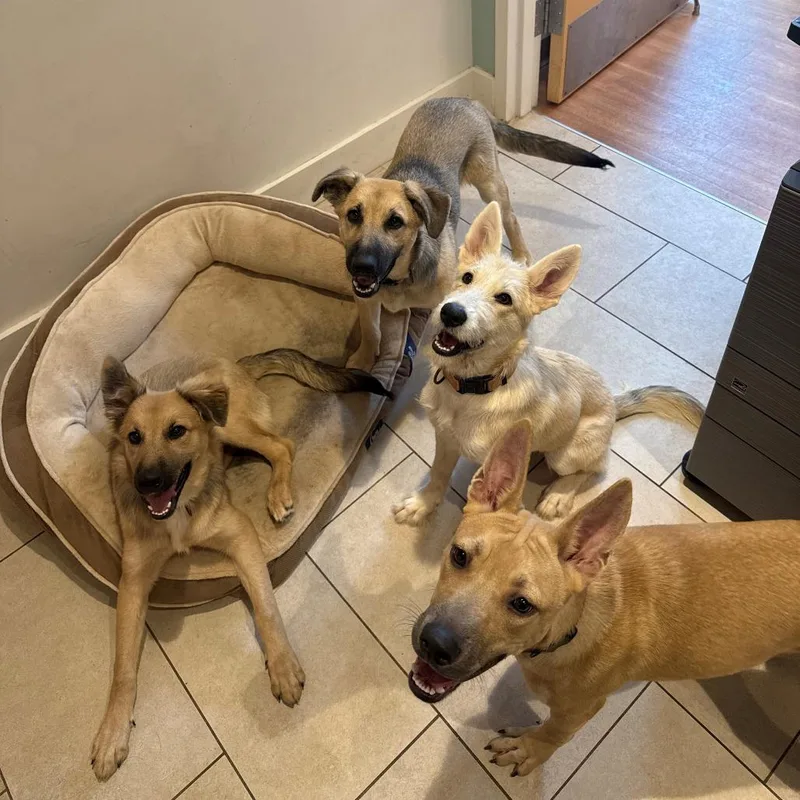 A baby medium-sized female Yellow / Tan / Blond / Fawn Shepherd dog named Greta for adoption in Branford, CT