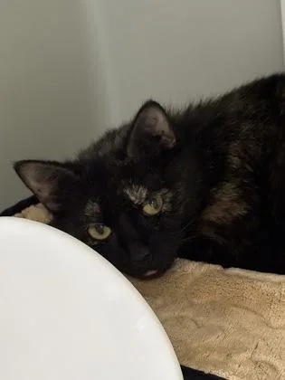 An adult small-sized female Domestic Short Hair cat named Saturn for adoption in Cumming, GA
