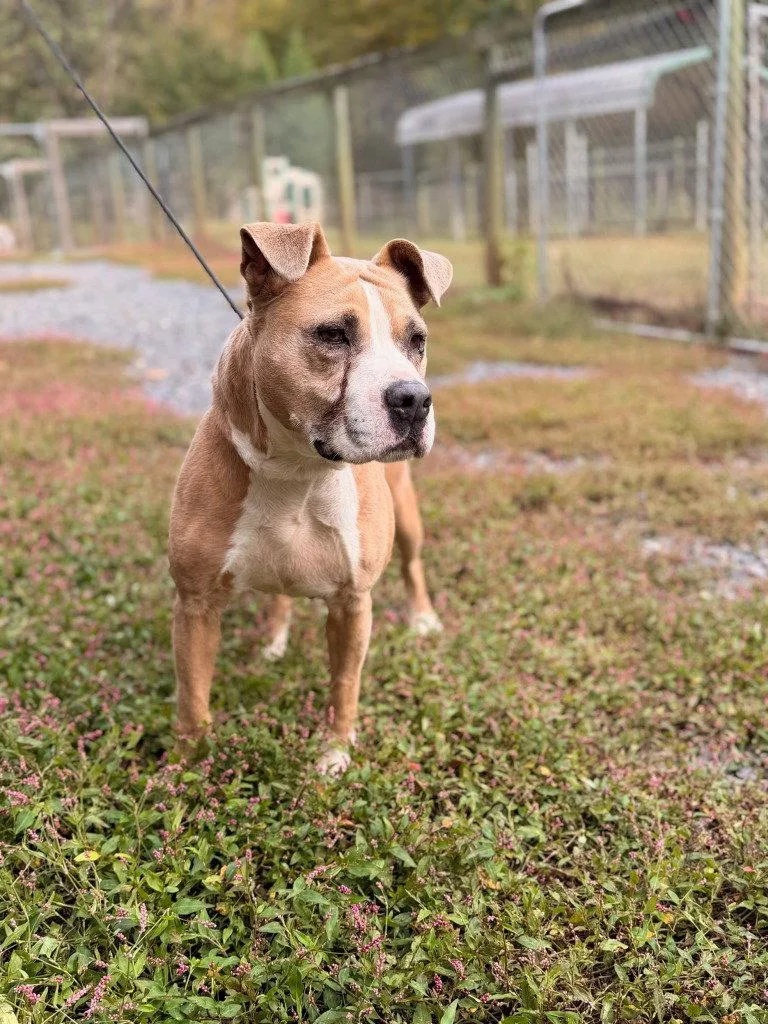 An adult large-sized female American Staffordshire Terrier dog named Sunshine for adoption in Lovingston, VA