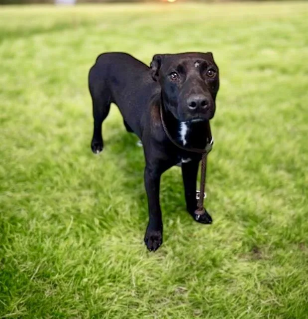 A young medium-sized male Labrador Retriever dog named Shadow for adoption in Downey, CA