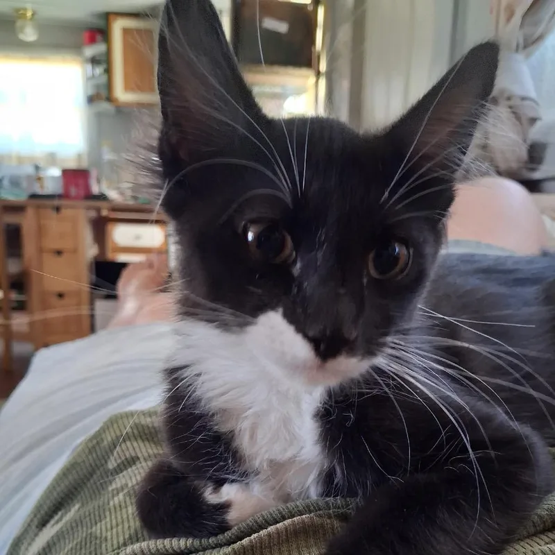 A baby small-sized male Black Domestic Short Hair cat named Boca for adoption in Ashland, OR