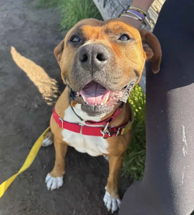 A young large-sized male Boxer dog named Clarence for adoption in Santa Barbara, CA