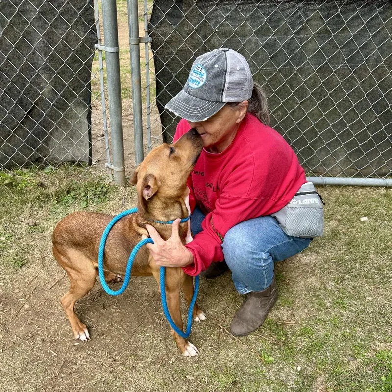 An adult medium-sized female Brown / Chocolate Mixed Breed dog named Brim for adoption in Columbus, GA