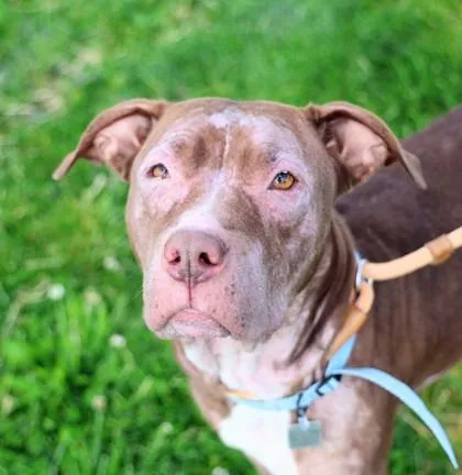An adult medium-sized female Brown / Chocolate Mixed Breed dog named Tanya for adoption in Hamilton, OH