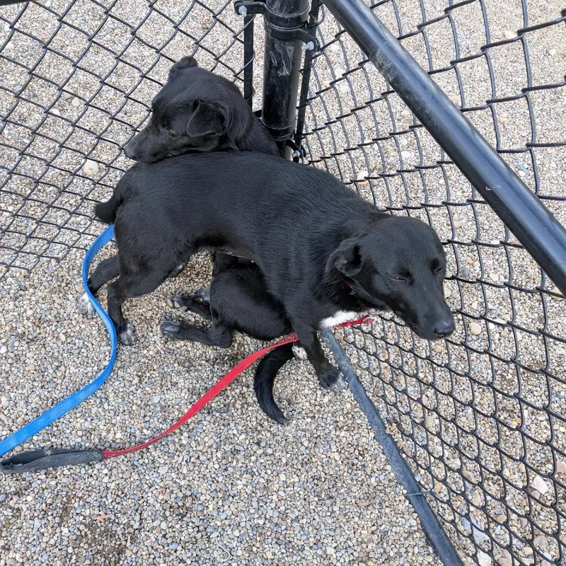 A young medium-sized female Black Cattle Dog dog named Trinity for adoption in Columbia Station, OH