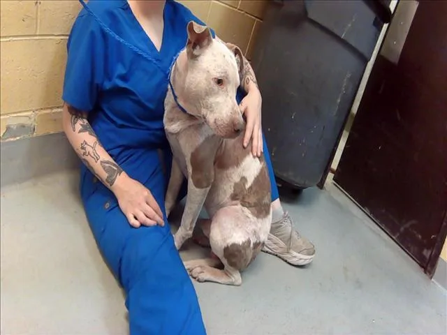 A young large-sized male Pit Bull Terrier dog named Angel Noelle for adoption in Tulsa, OK