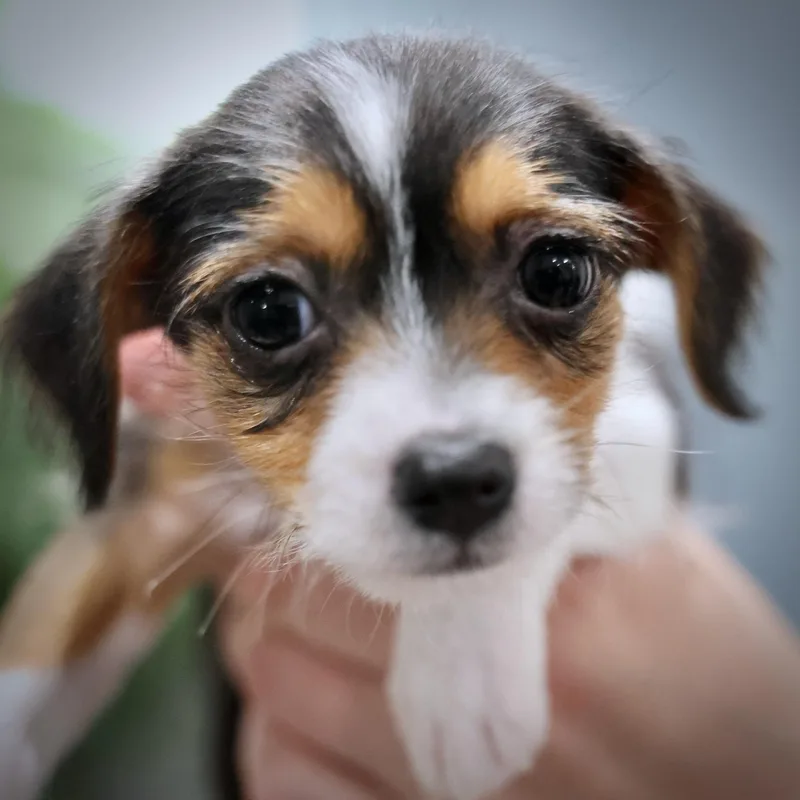 A baby small-sized female Chihuahua dog named Caldera for adoption in Palatine, IL