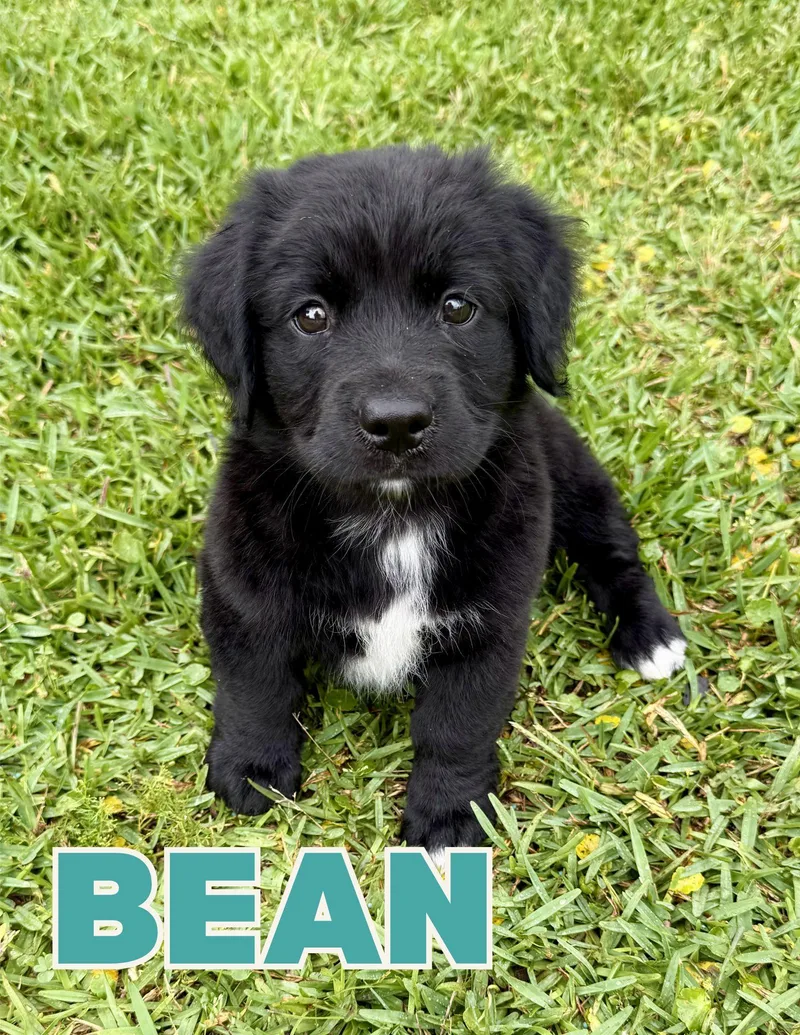 Bean