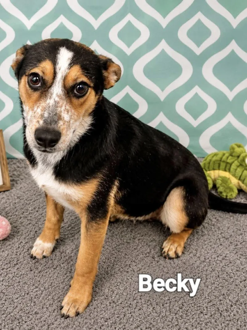 A baby medium-sized female Hound dog named Becky for adoption in Manchester, CT