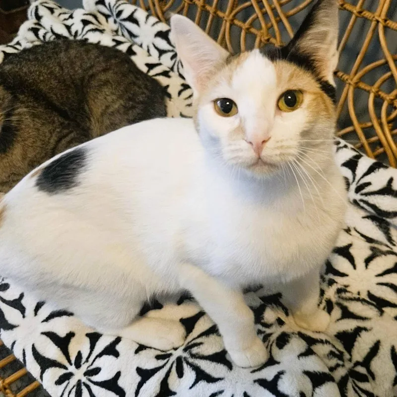 A young medium-sized female Calico Domestic Short Hair cat named Evangeline for adoption in Rochester, NY