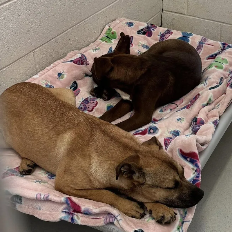 A young medium-sized female Yellow / Tan / Blond / Fawn English Bulldog dog named Lauren for adoption in Quakertown, PA