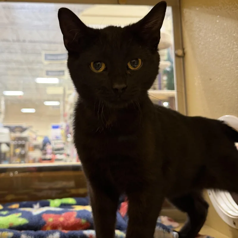 Bagheera