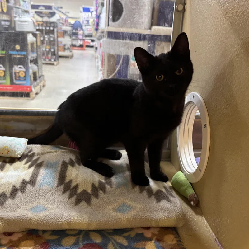Bagheera thumbnail 2