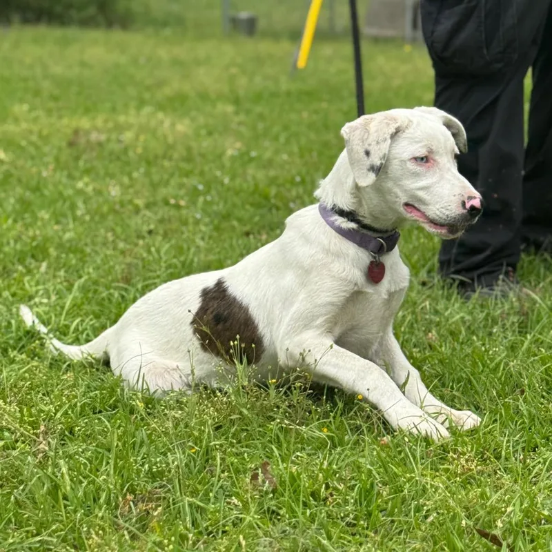 A young small-sized male White / Cream Catahoula Leopard Dog dog named Odin for adoption in Lucedale, MS
