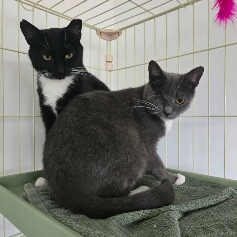 An adult small-sized female Gray / Blue / Silver Domestic Short Hair cat named Holly Guests for adoption in Reisterstown, MD