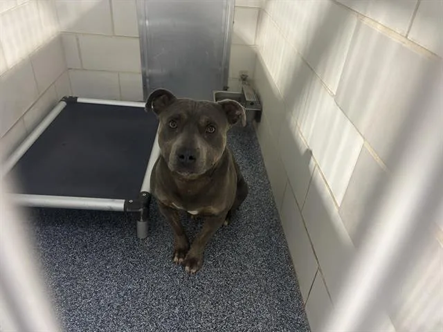 A young large-sized male Pit Bull Terrier dog named Stanley for adoption in Charlotte, NC