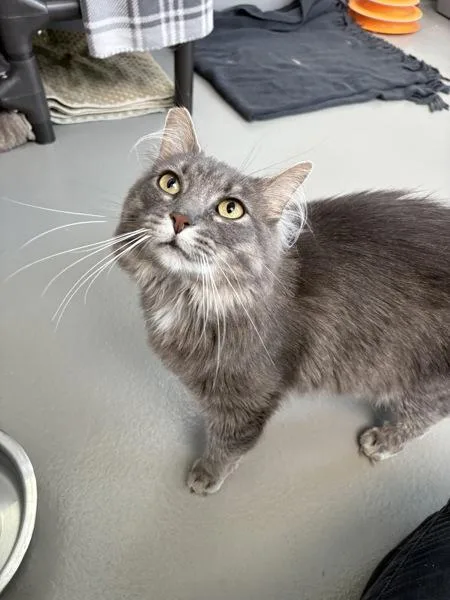 An adult small-sized female Domestic Long Hair cat named Raspberry Martini for adoption in Healdsburg, CA