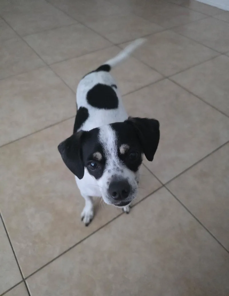An adult small-sized male Beagle dog named Milo for adoption in Pompano Beach, FL