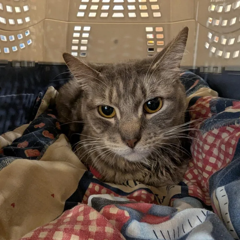 A young medium-sized female Domestic Short Hair cat named Mouthwash for adoption in Aberdeen, WA