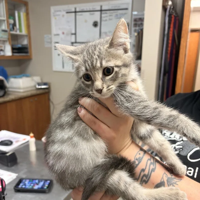 A baby small-sized female Gray / Blue / Silver Domestic Short Hair cat named North for adoption in Norfolk, NE