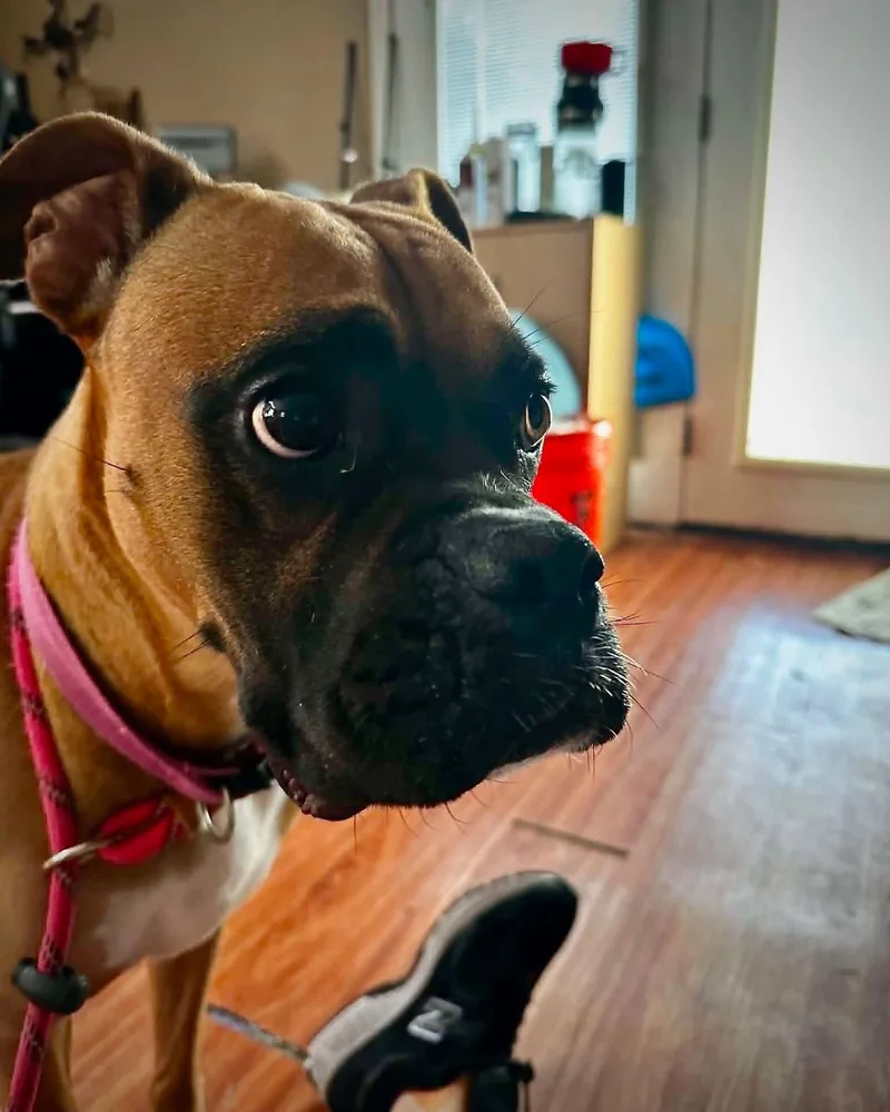 An adult large-sized female Boxer dog named Roxie for adoption in Monticello, NY